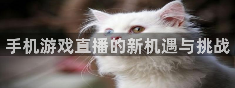 赢咖3怎么样